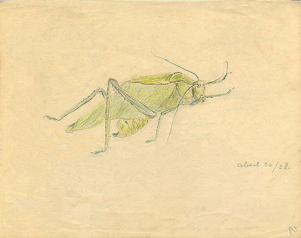 Saltamontes