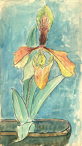 Orqudea