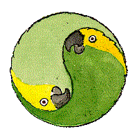 Chirimoyo