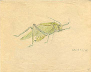 Saltamontes