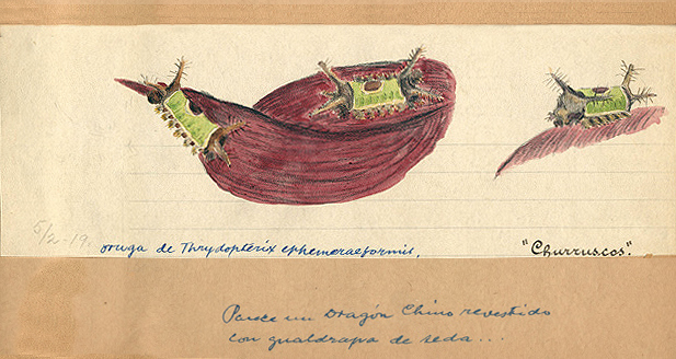 Oruga de thrydopterix ephemeraeformis - Churruscos