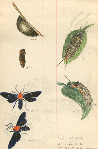 Metamorfosis de un insecto