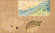 La palma sola