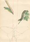 Oruga y mariposa