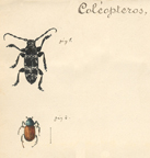 Colepteros