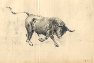 Toro de lidia