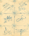 Composicin de insectos y otros animales