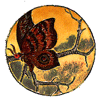 Mariposa Nocturna