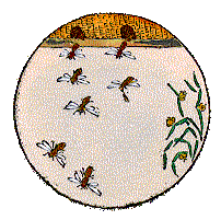 Abejas