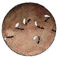 Hormigas
