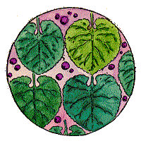 Violetas
